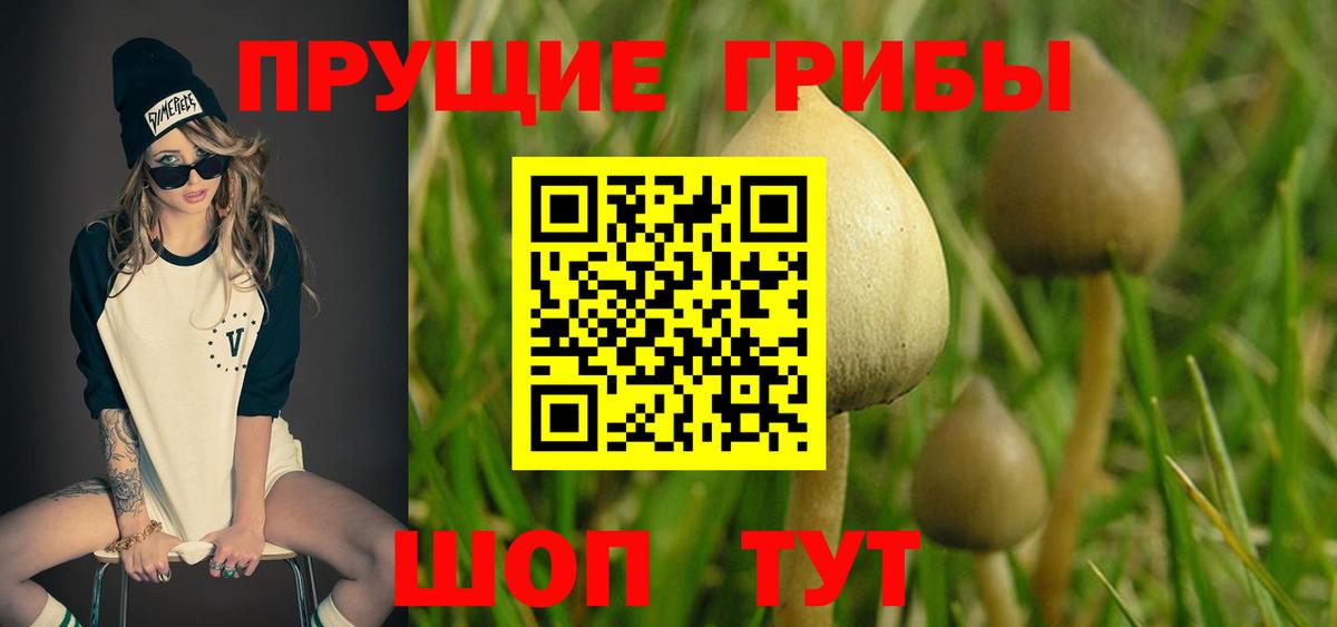 Псилоцибиновые грибы MAGIC MUSHROOMS  Вход с VPN  где купить наркотик  Славгород 